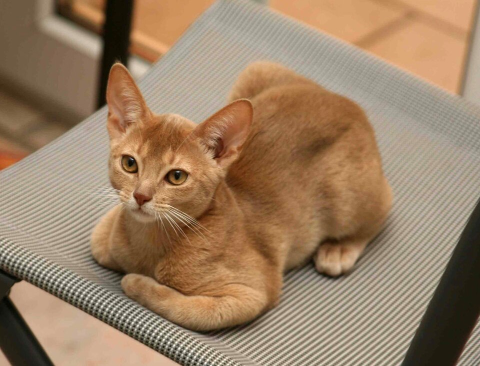 Abyssinian cat
