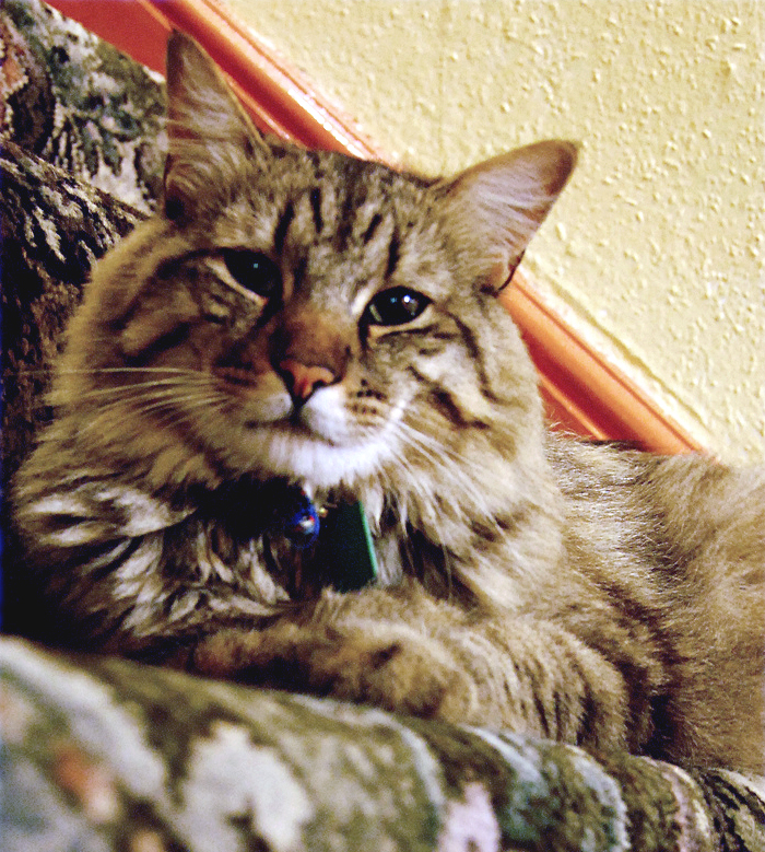American Bobtail cat
