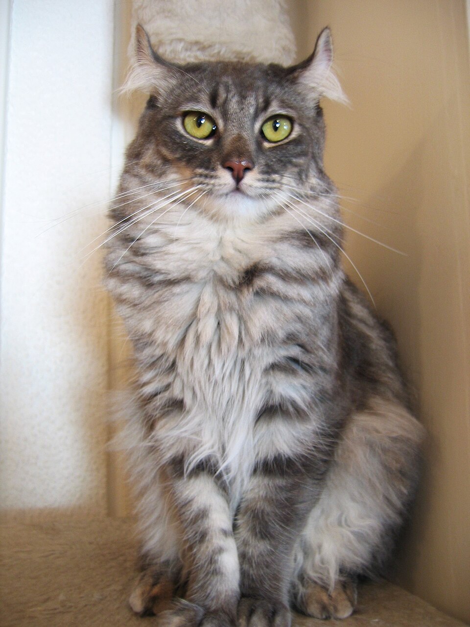 American Curl cat