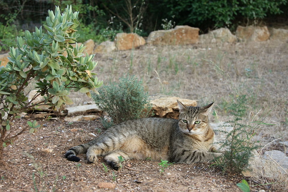 American Shorthair cat