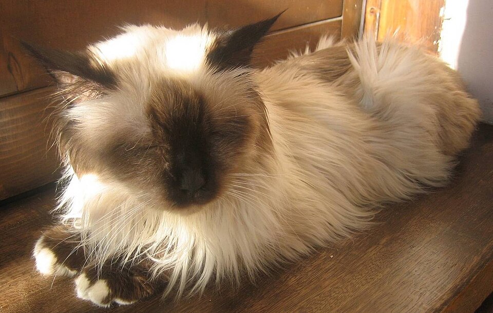 Birman cat