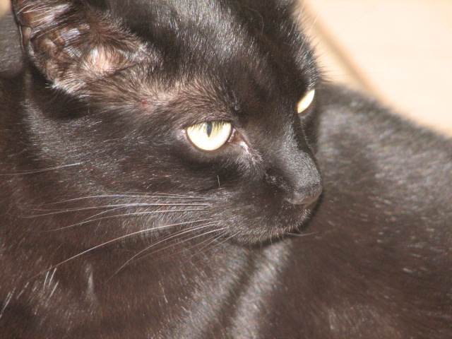 Bombay cat