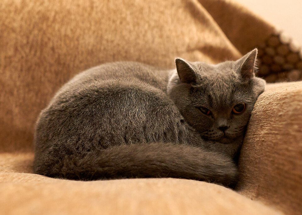 British Shorthair cat