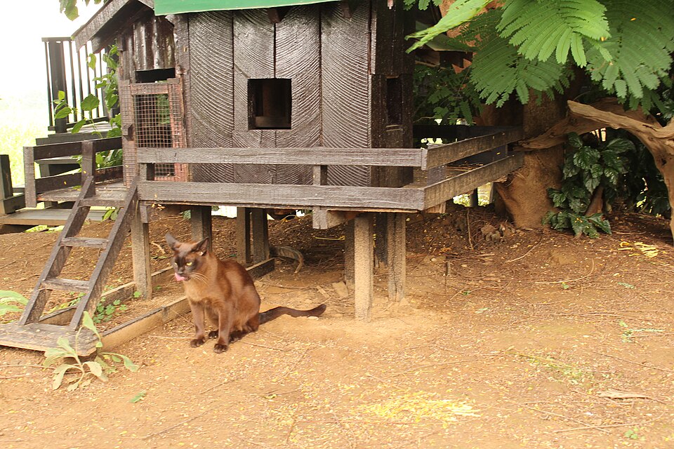 Burmese cat