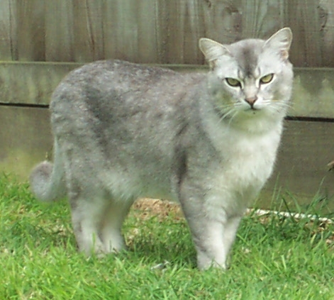 Burmilla cat