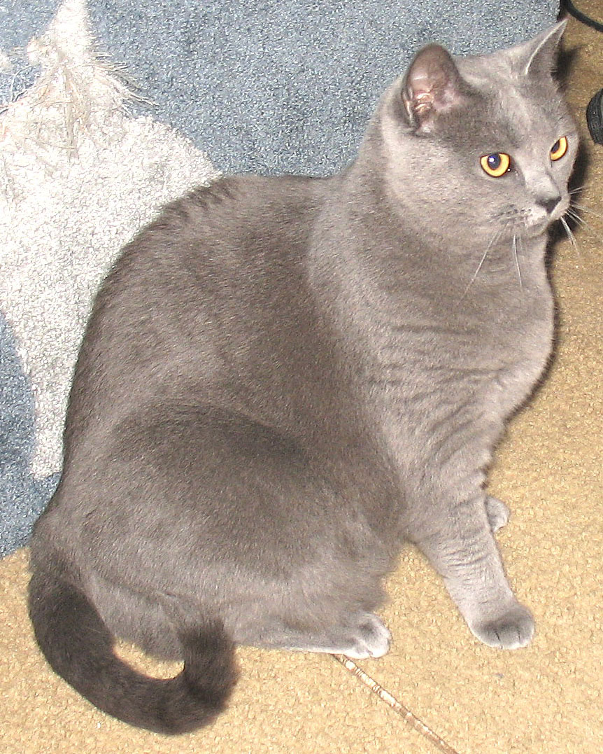 Chartreux cat