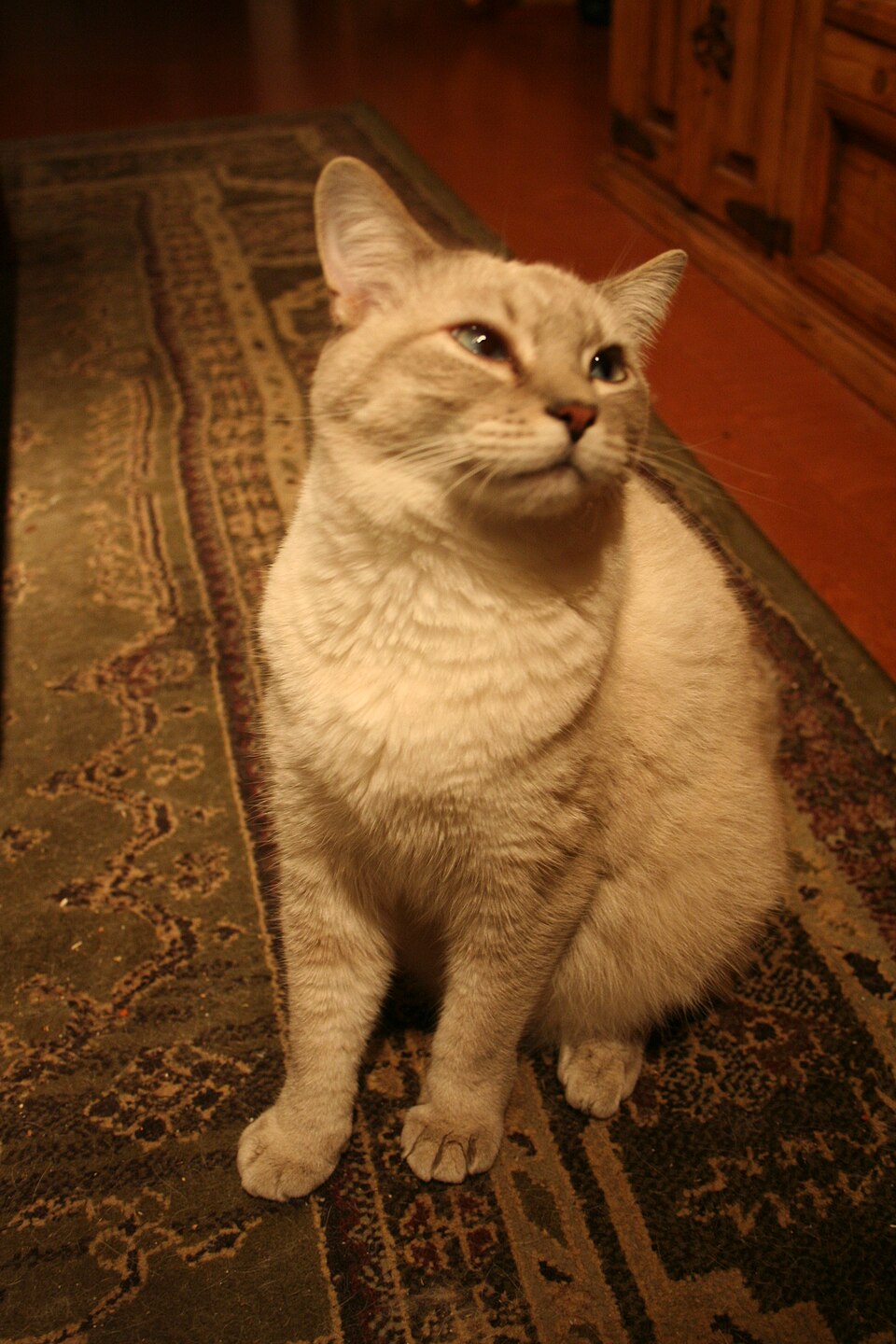 Colorpoint Shorthair cat