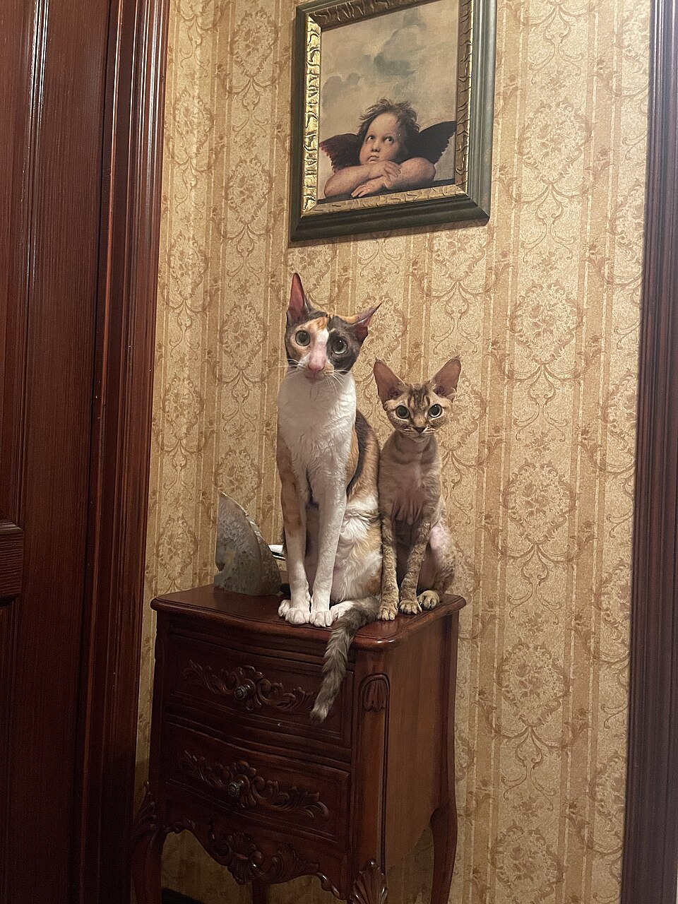 Cornish Rex cat