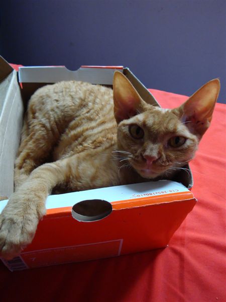 Devon Rex cat