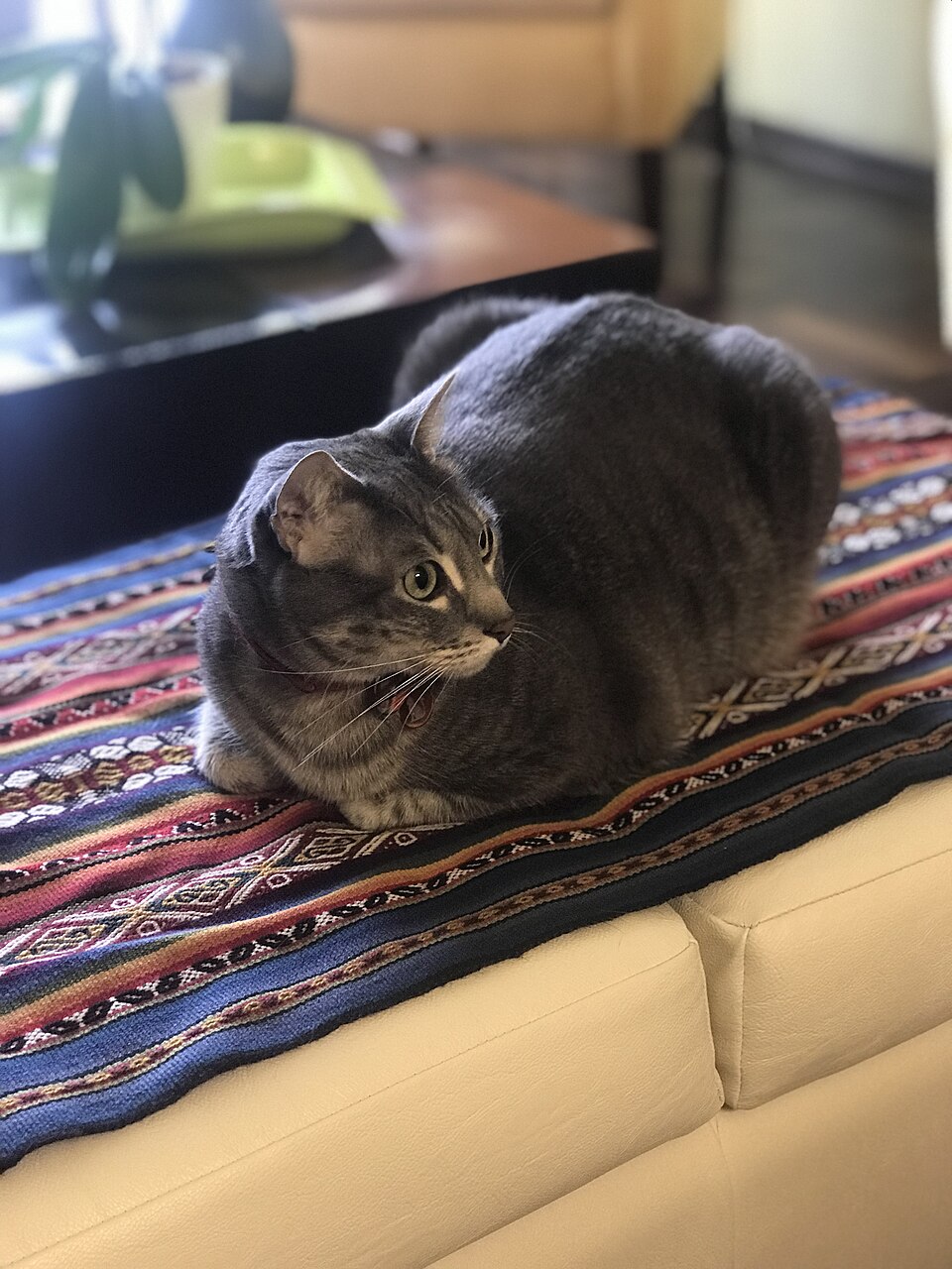 Egyptian Mau cat