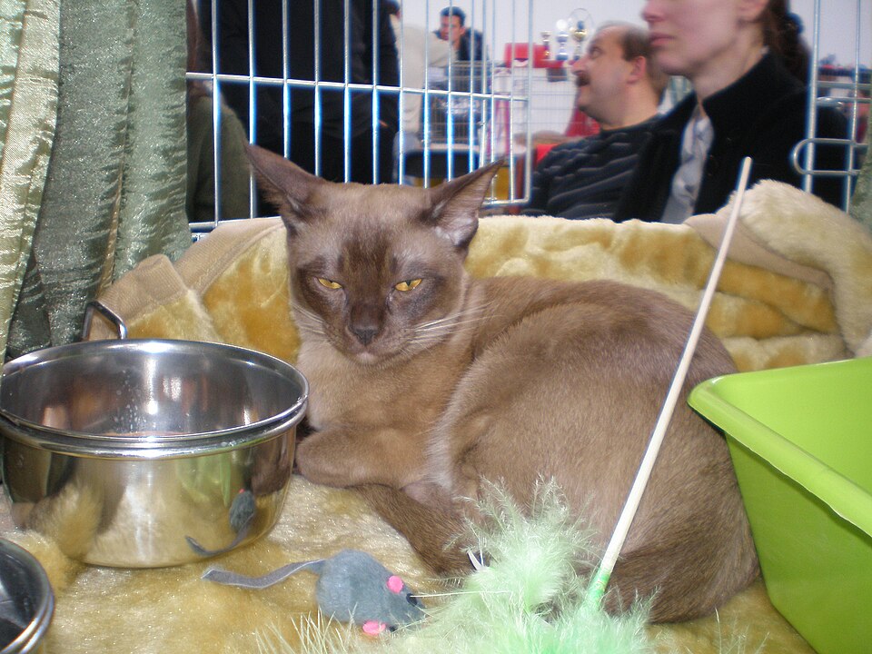 European Burmese cat