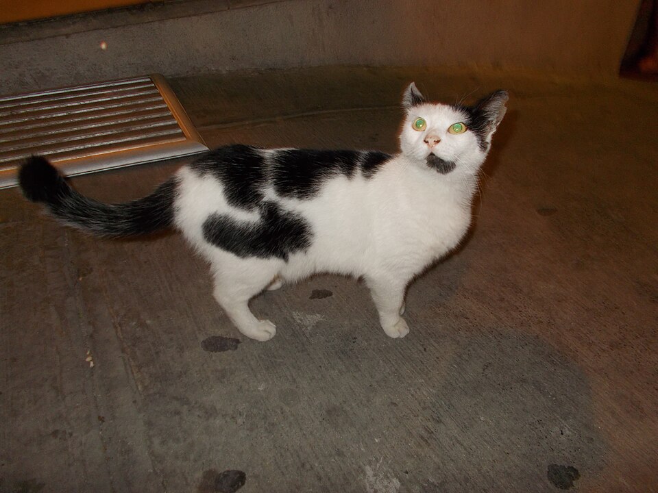 Exotic cat