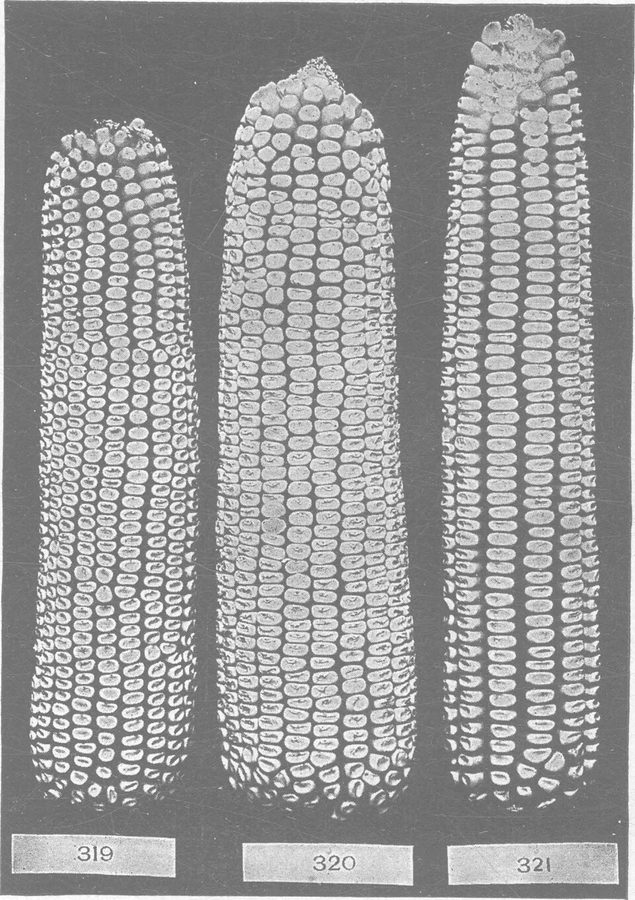 Corn — can cats eat corn guide