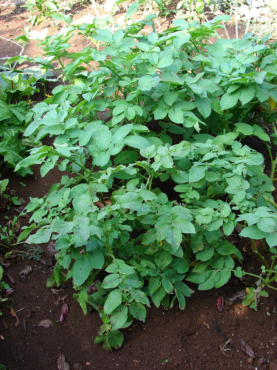 Potatoes — can cats eat potatoes guide