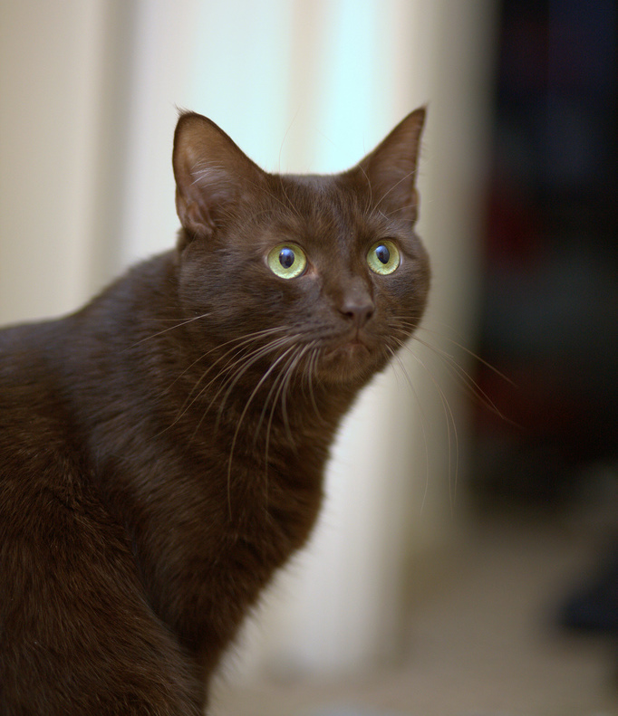 Havana Brown cat