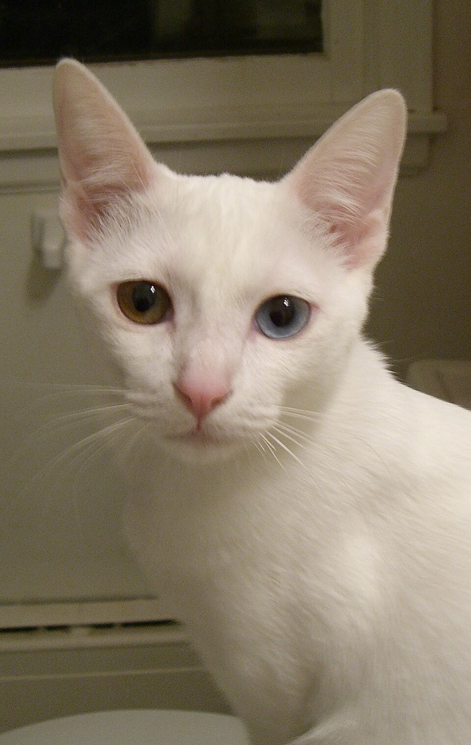 Khao Manee cat