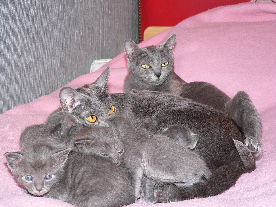 Korat cat