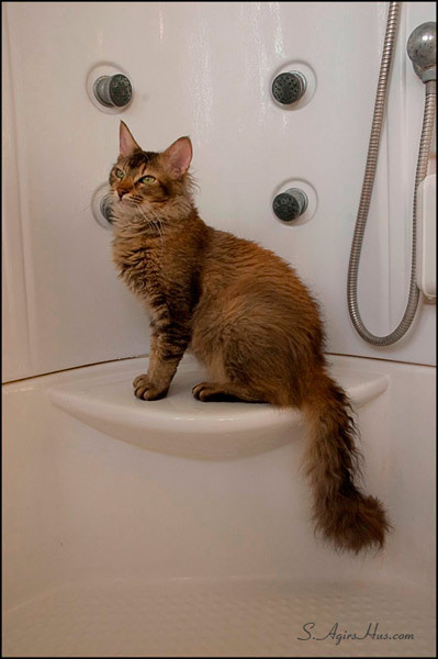 LaPerm cat