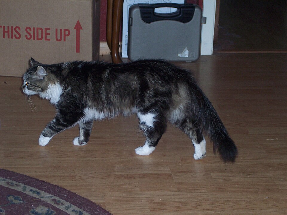 Maine Coon Cat cat