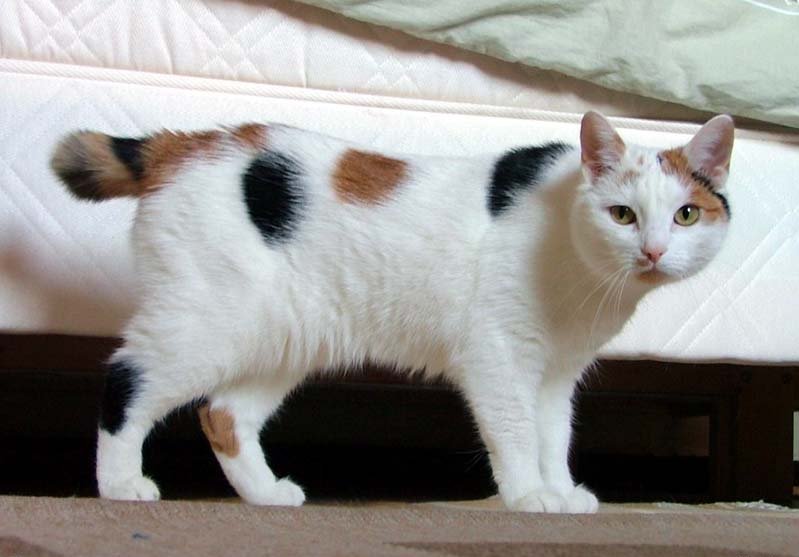 Manx cat