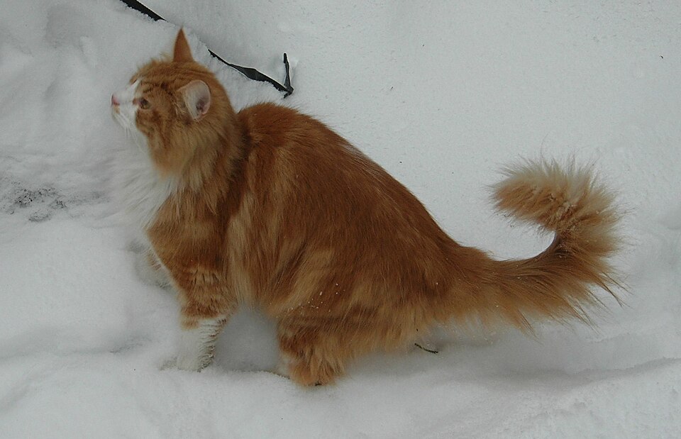 Norwegian Forest Cat cat