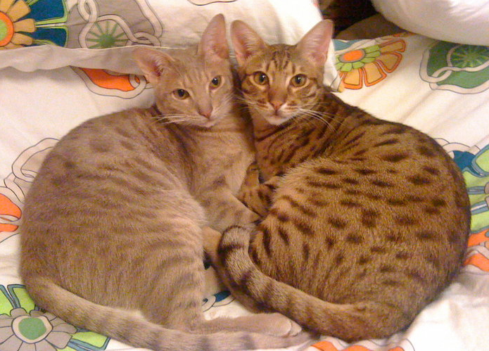 Ocicat cat