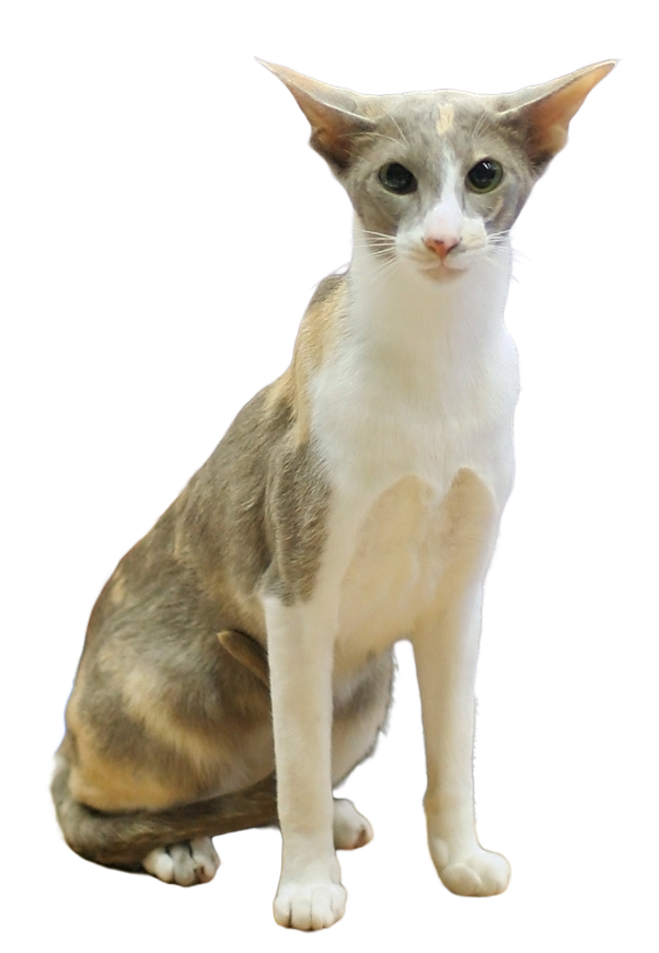 Oriental cat