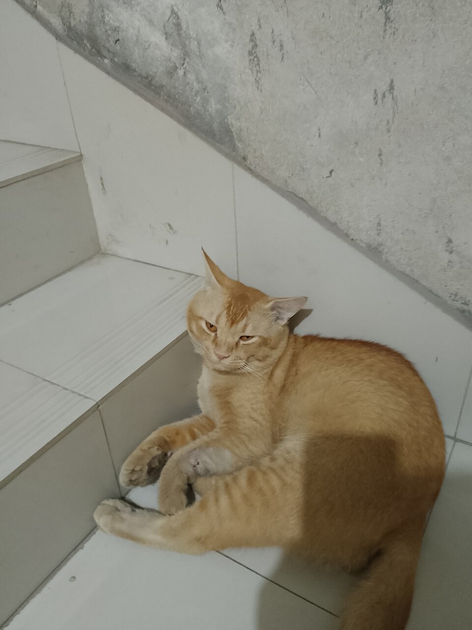 Persian cat