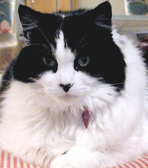 RagaMuffin cat
