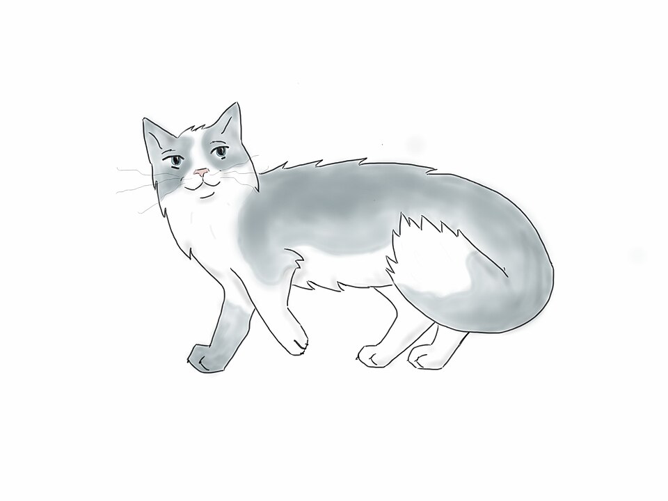 Ragdoll cat