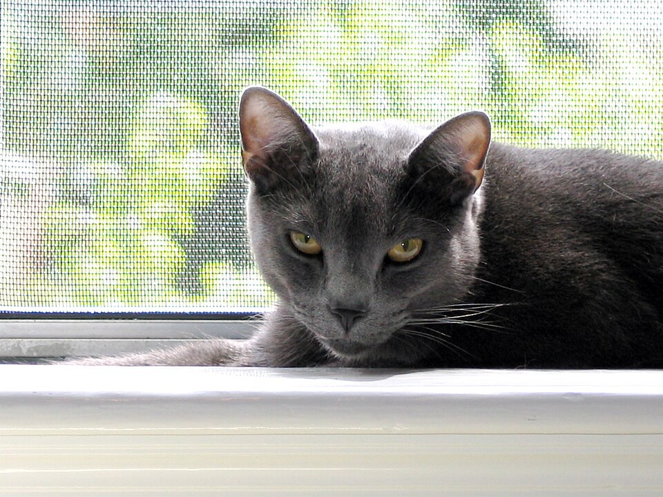Russian Blue cat
