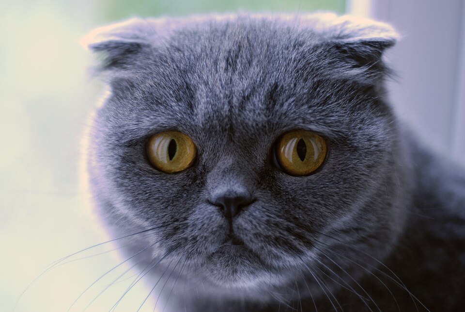 Scottish Fold cat