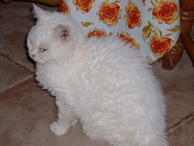 Selkirk Rex cat