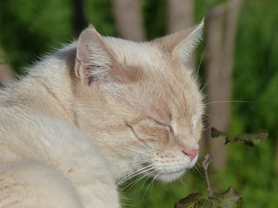 Siamese cat