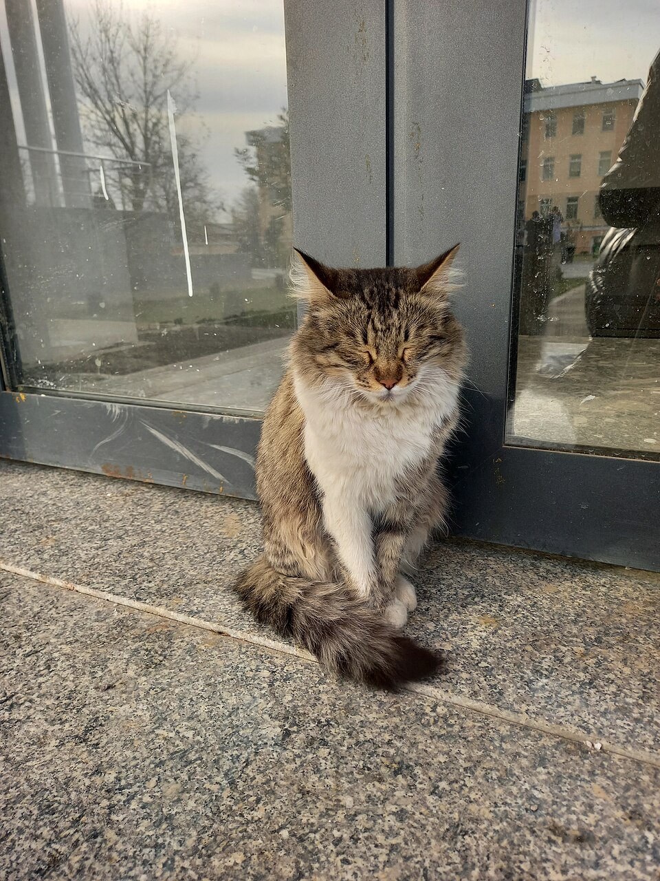 Siberian cat