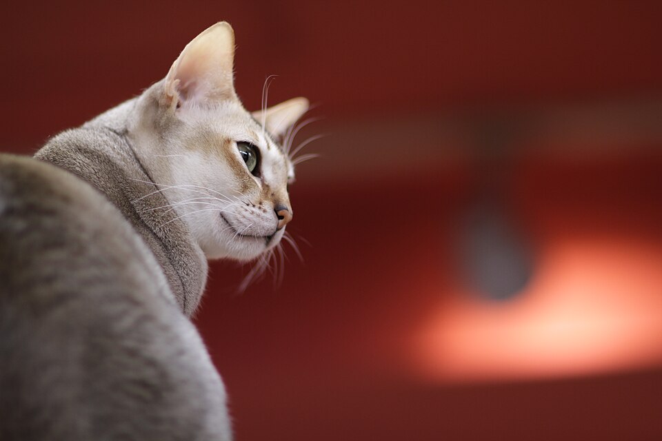 Singapura cat