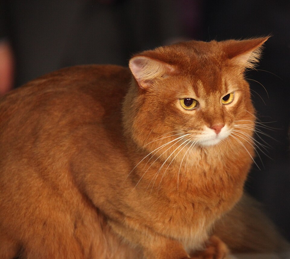 Somali cat