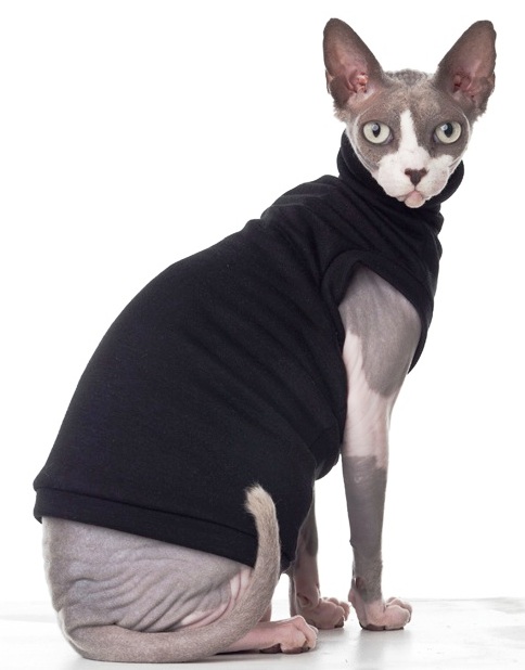 Sphynx cat