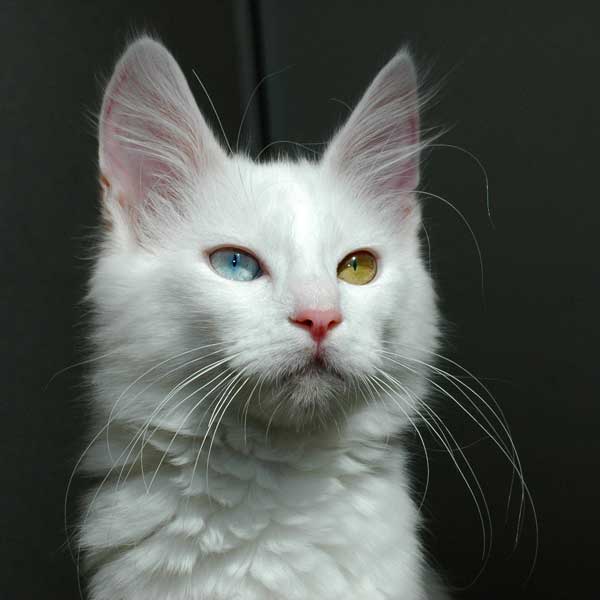 Turkish Angora cat