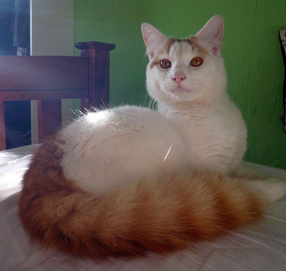 Turkish Van cat