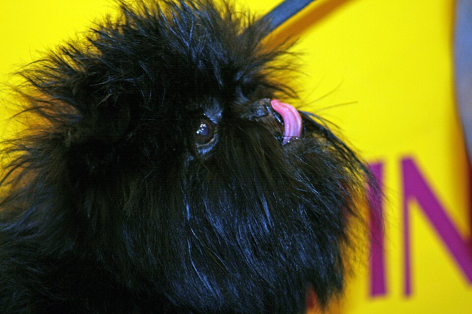 Affenpinscher β breed profile photo