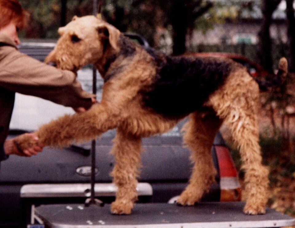 Airedale Terrier — breed profile photo