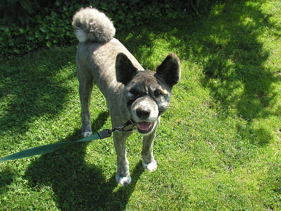 Akita — breed profile photo