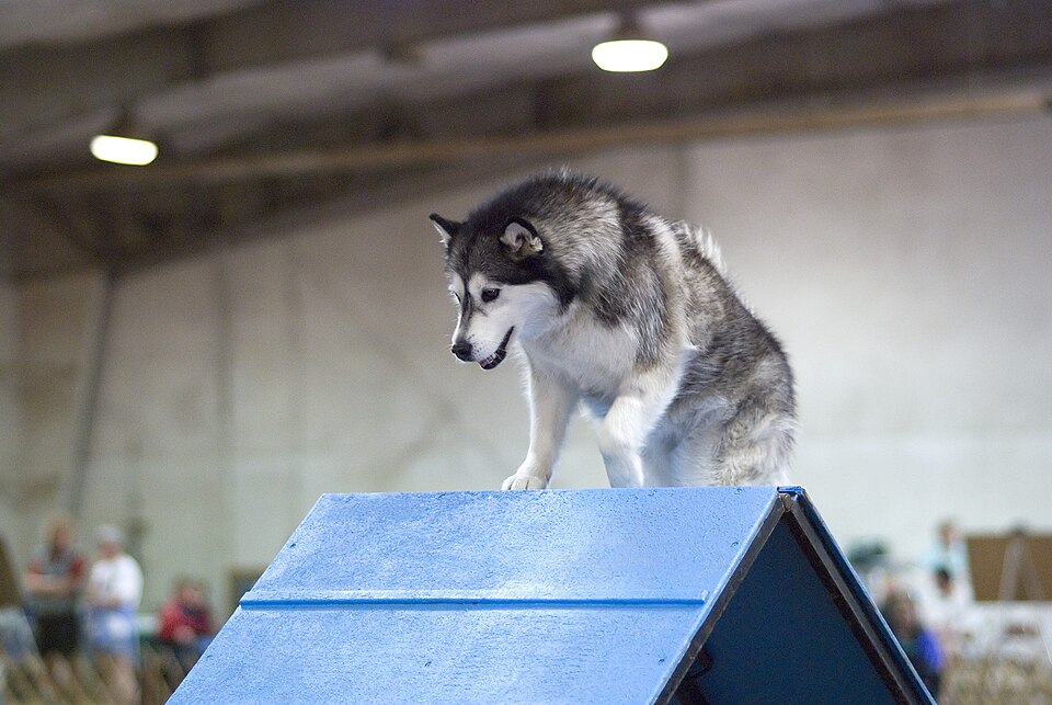 Alaskan Malamute — breed profile photo