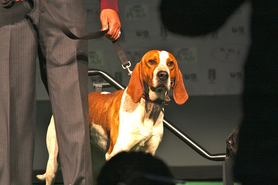American English Coonhound — breed profile photo