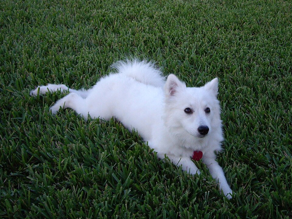 American Eskimo Dog — breed profile photo