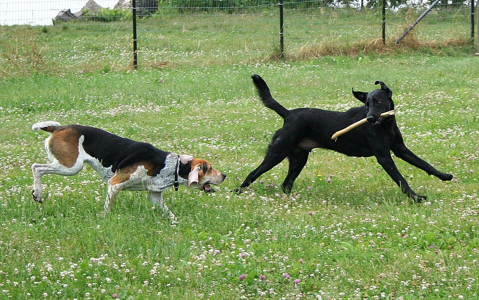 American Foxhound — breed profile photo