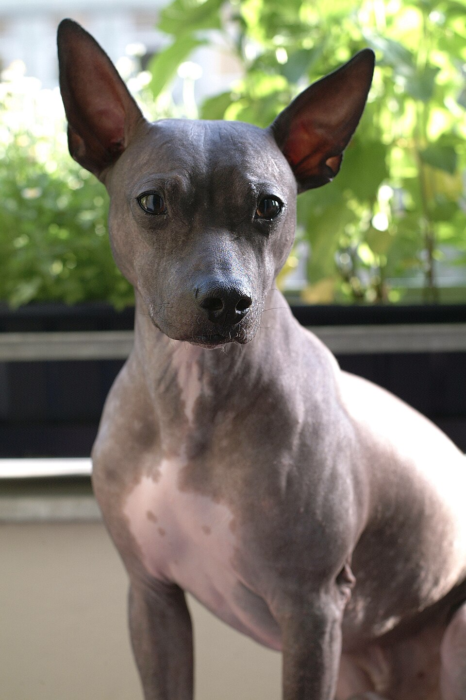 American Hairless Terrier — breed profile photo