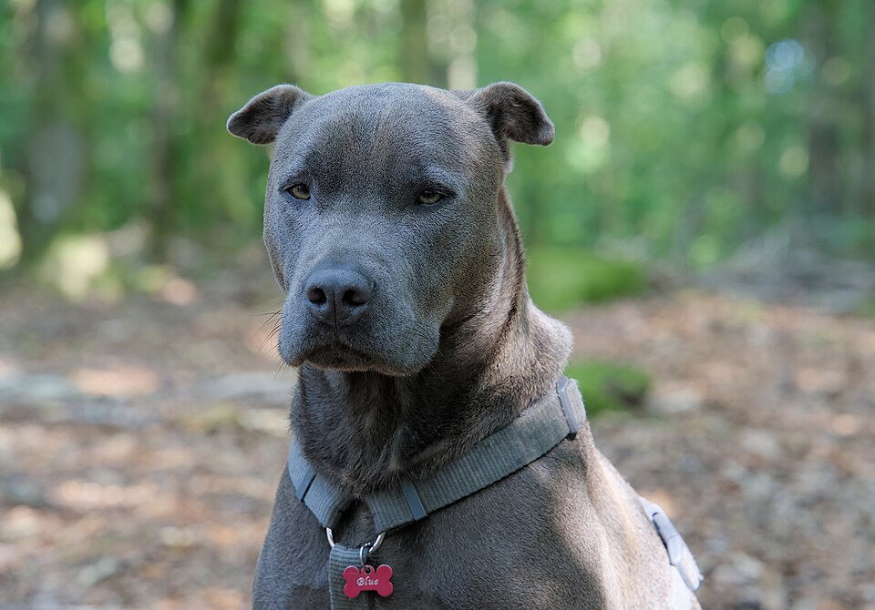 American Staffordshire Terrier — breed profile photo