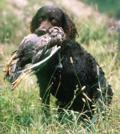 American Water Spaniel β breed profile photo